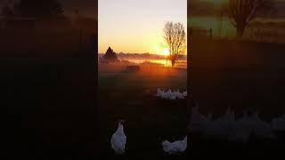 Beautiful Farm Sunrise #Short