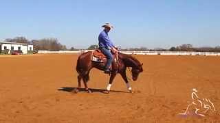 Reining Training  Fundamentals to Reining