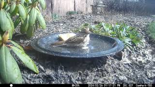 Bird Bath, February 26, 2024