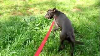 Kujoe 4042 Male Pit Dcac March 30 2012