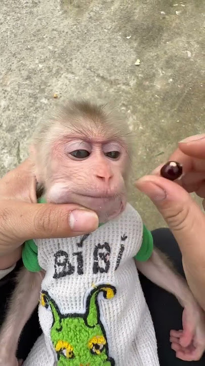 Bibi monkey
