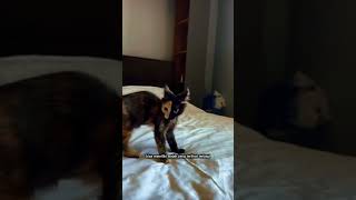 Wajah Terbelah, Bukan Editan | Naturally Split Face