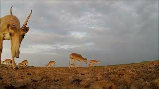 Closeup Of Male Saiga Antelope In Uzbekistan