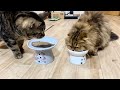 カツオを丸ごと1 本貰ったのに横取りして本気で怒られてしまった猫
