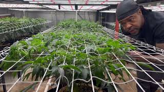 MMJ Indoor Grow Update: 1st pull down after 1st layer of trellis laid