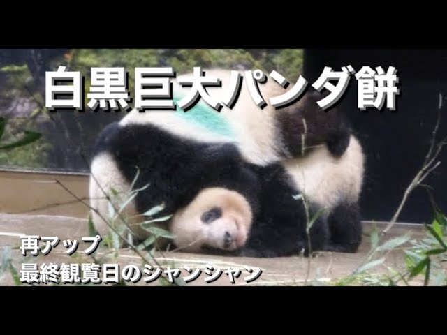 シャンシャン様♡オーダー♡2歳シャンちゃん♡かぼパンリバーシブル 
