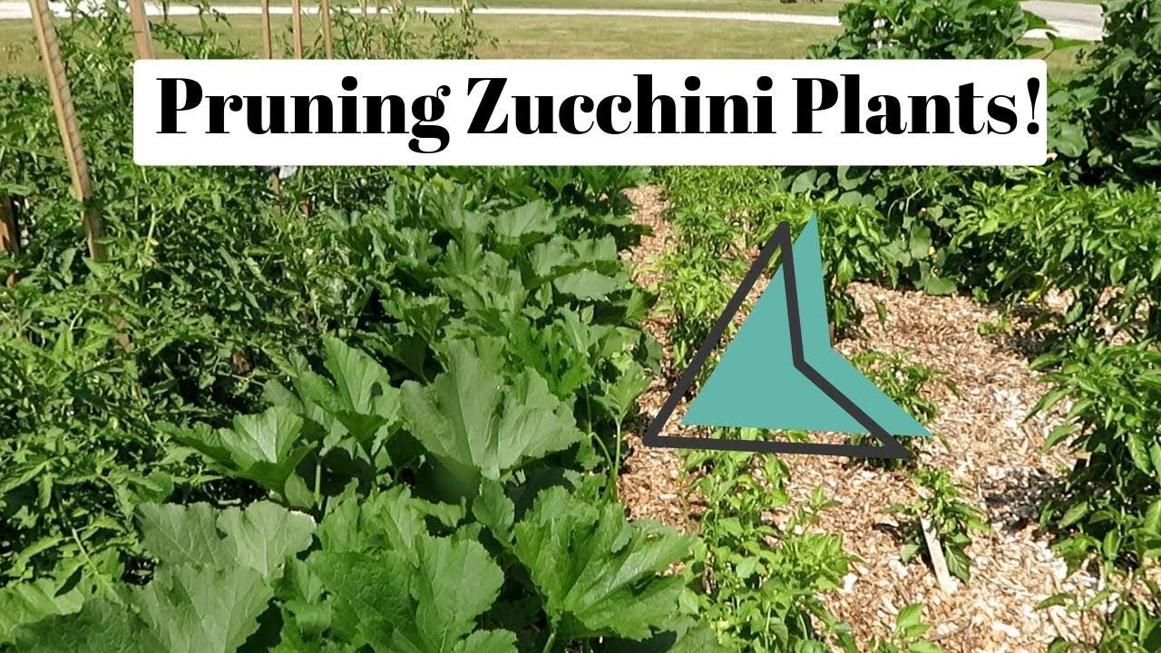 Pruning Zucchini/Squash Plants! YouTube