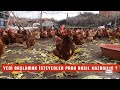 200 TAVUK AYDA KAÇ PARA KAZANDIRIR ? ~ YUMURTA TAVUKÇULUĞU