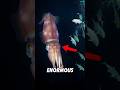 🦑The Creature Hiding In The Deepest Parts Of The Ocean #animalfacts #wildlife