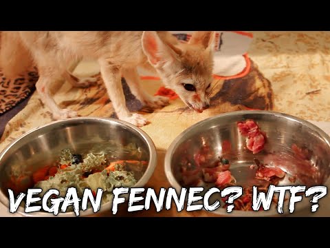 pets and animals for sale Vegan Fennec Fox? WTF!?
