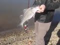 Catching a sand bass at keystone lake (2019)