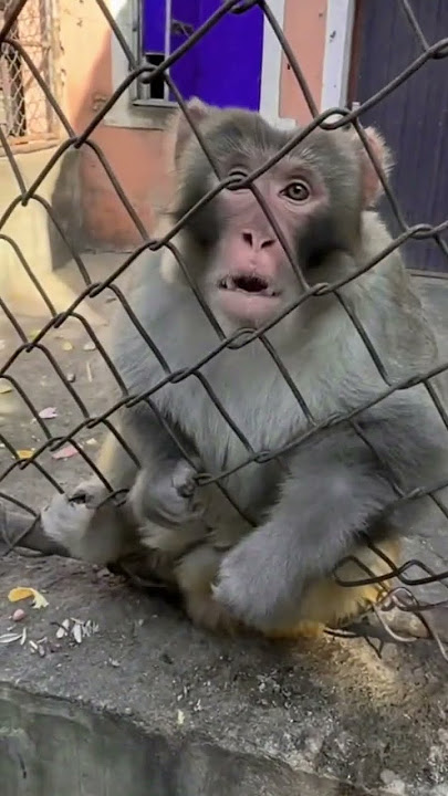 Ngerjain Monyet part 2 😂 #funny #monyet #monkey #animals #hewan #lucu #kocak #ngakak
