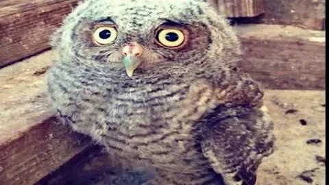 Pelican Harbor Seabird Station Video by Jeff Guerr...