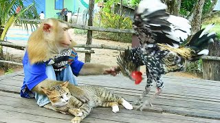 Download Lagu SokYaa Stands Between Cat And Aggressive ToTo Cutest Hero Moment MP3