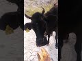 जय श्री राम 🙏#cow #shortsvideo #shortfeed #ytshorts #cows #viralvideo #feeds #gaumata #jaishreeram