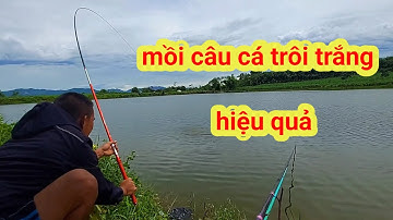 chia sẻ mồi câu cá trôi trắng hiệu quả #moicaucatroi