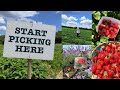 Family Day Out At Garsons Farm Pick Your Own Fruits Veg Adventure 🍠🥠Family Day Out At Garsons Farm Pick Your Own Fruits Veg Adventure рџЌ рџҐ