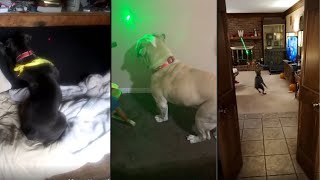 Dog Reaction To Laser Pointer -  Dog Laser Chasing 2 by Cute Paws 54 views 2 years ago 8 minutes, 2 seconds