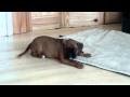 Indie Boxer Puppy Head Over Heels on Collection Day