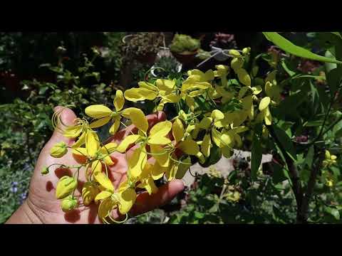 Video: Cuidar los árboles de Laburnum: aprenda a cultivar un árbol de cadena dorada de Laburnum