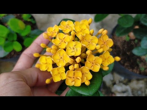 Hoàng kim thái- phụng hoàng kim- 150k-400k-600k🤗 0934229986, 09229986