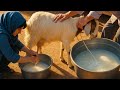 Fresh and Delicious Goat Milk: A Day with Qandi family in the Life of a Nomadic Family!