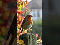 The Clever Compromise: Why the Robin Quitted the Window but Kept the Yard #BirdBehavior #birdfacts