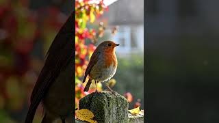 The Clever Compromise: Why the Robin Quitted the Window but Kept the Yard #BirdBehavior #birdfacts