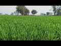 Wheat Ped Kheti Ka Naya Tarika | 1 Ped Se 50+ Guchhe | Gehu Ki High Yield Farming Guide