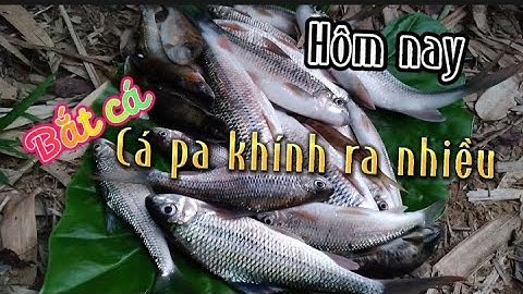 Ngày nóng săn cá pá khính. Cá đặc sản