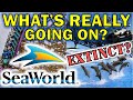 Is SeaWorld in Danger of Going Extinct?