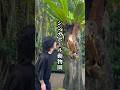 シンガポール動物園🇸🇬 #PR #MandaiWildlifeReserve #GlampingintheWild #klookkreator #シンガポール
