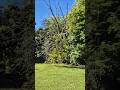 TREE REMOVAL #treework #sweetchesnut #treesurgeon #landscaper #chainsaw #wood #landscaping