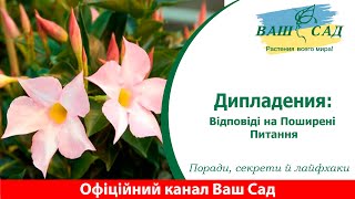 Дипладения: Таємниці Догляду і Відповіді на Поширені Питання. Ваш сад