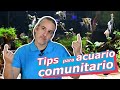 5 consejos para acuario comunitario 