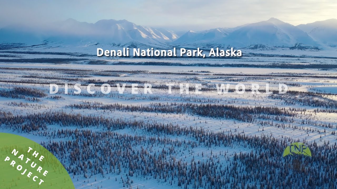 Exploring Denali: A Stunning Drone Tour of Alaska's National Park!