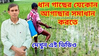 ধান গাছের আগাছা নির্মূল করতে দেখুন এই ভিডিও।। Weed Control In Rice Plants।। Dhan Gach||