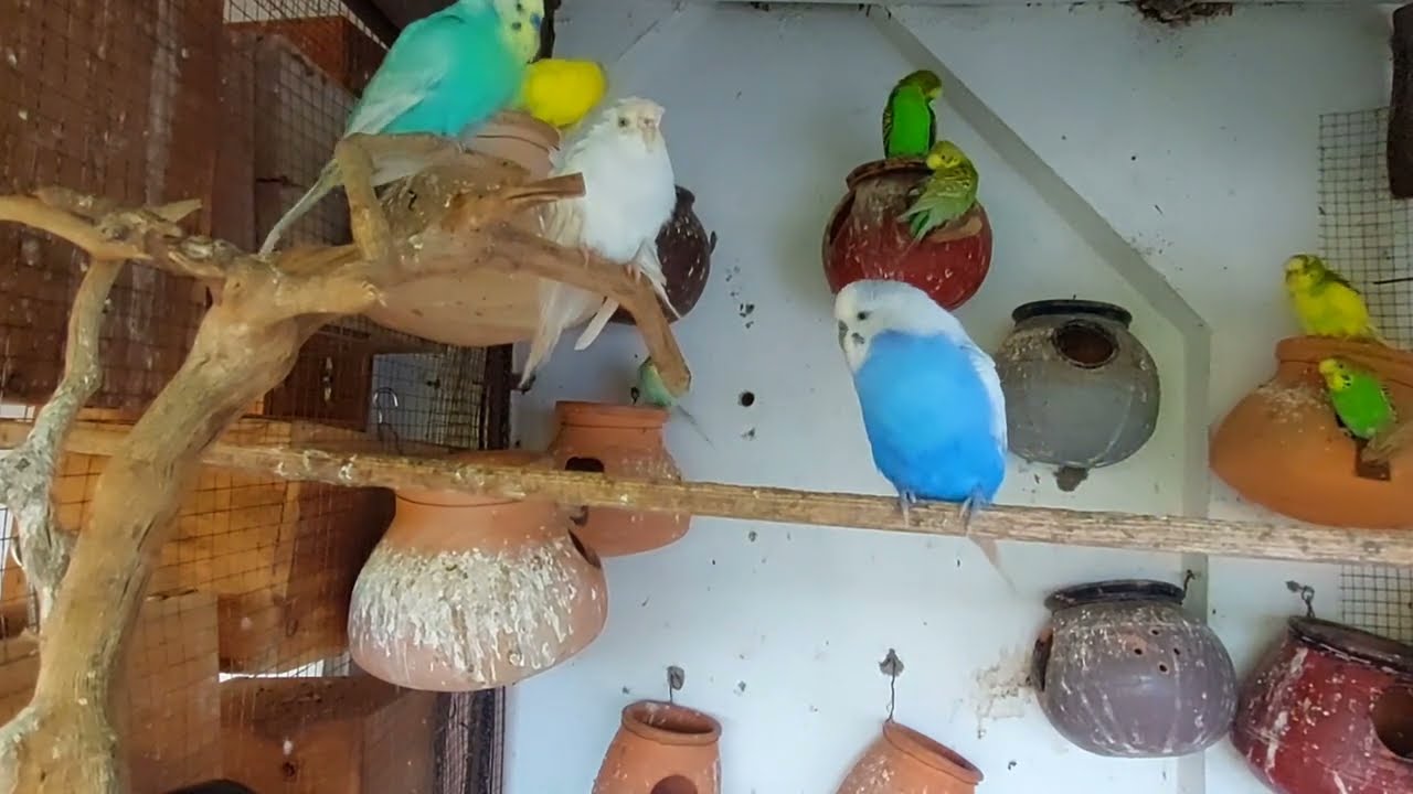 budgies birds sounds for your lonely birds 8 mint parakeet song