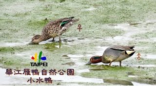 20170118a臺北華江雁鴨自然公園小水鴨