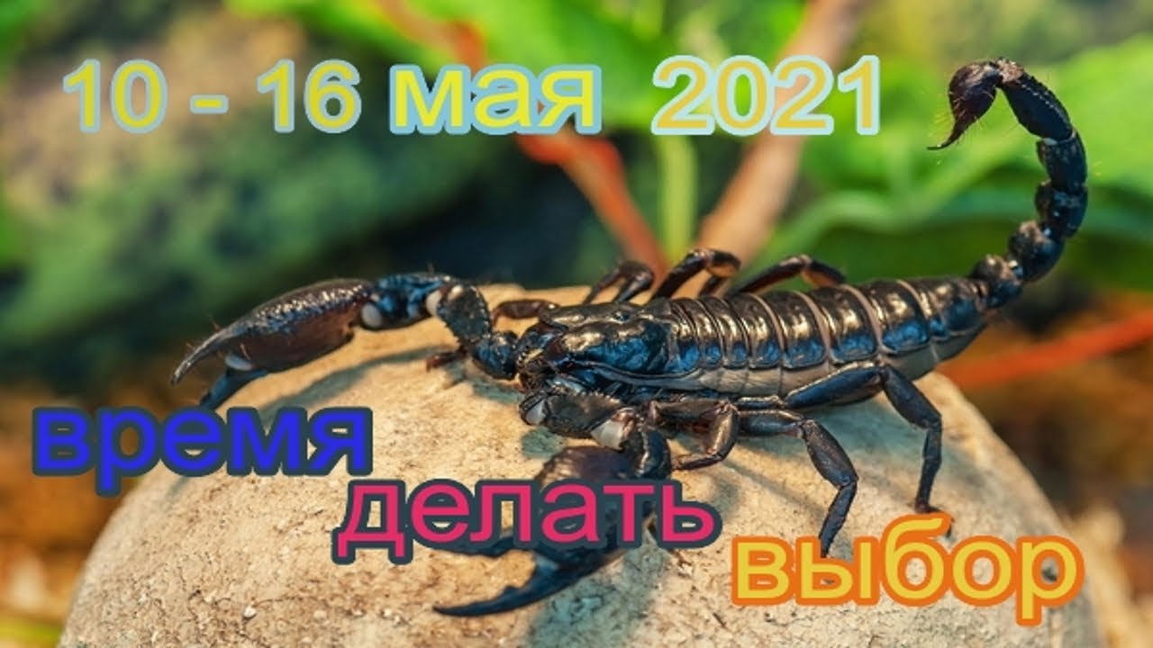 Гороскоп Таро Скорпион май 2023 Ирина Захарченко