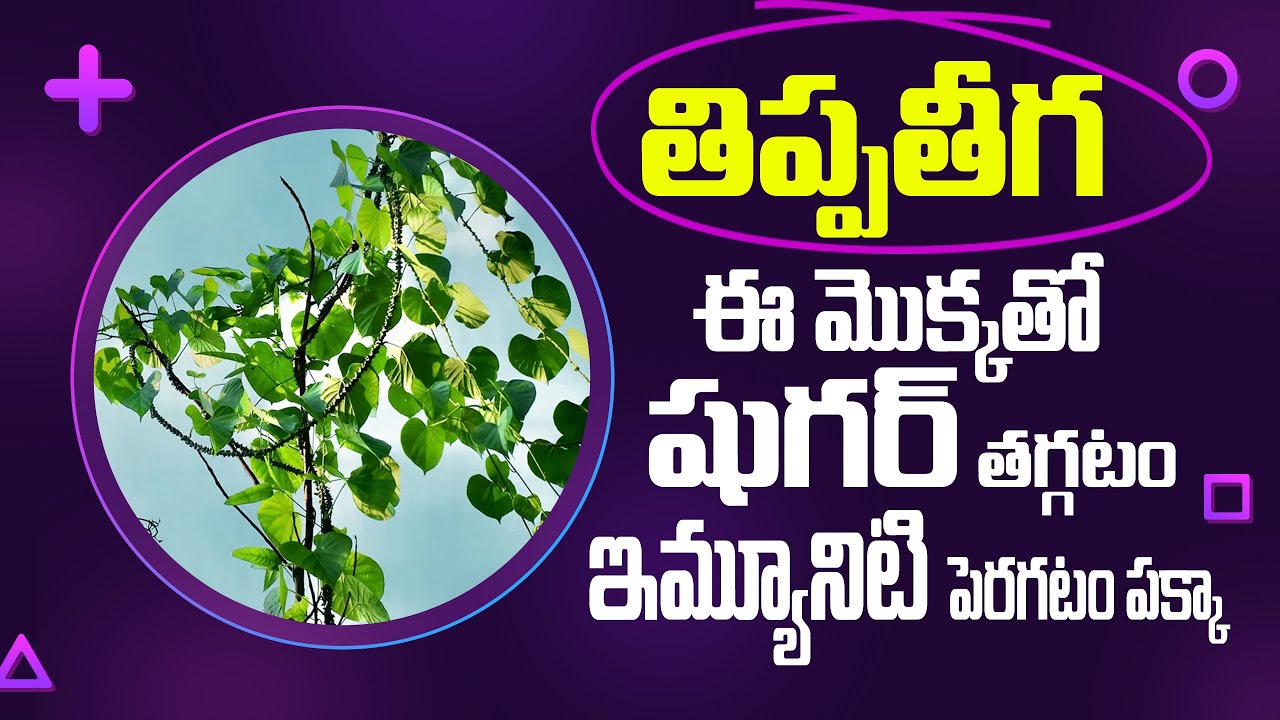 ఈ రోడ్డుపక్క మొక్కతో షుగర్ తగ్గటం, ఇమ్యూనిటి పెరగటం పక్కా! Tippa Teega Benefits | Diabetes Control