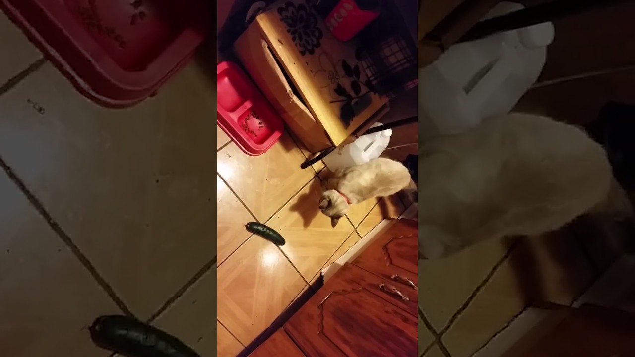 Gato vs Pepino - YouTube