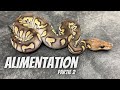 Mon python ne mange plus comment nourrit ton avec lobjectif dlevage partie 2