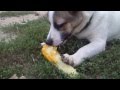 собака кушает кукурузу