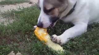 собака кушает кукурузу