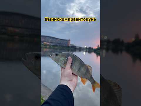 Минский стритфишинг порой радует красивыми экземплярами )поддержите канал,с меня новые видео )👍
