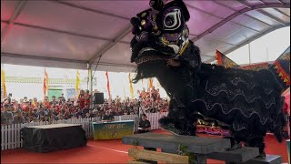 Australia First National Lion Dance Compeion 2025 By Sydney Jin Wu Koon