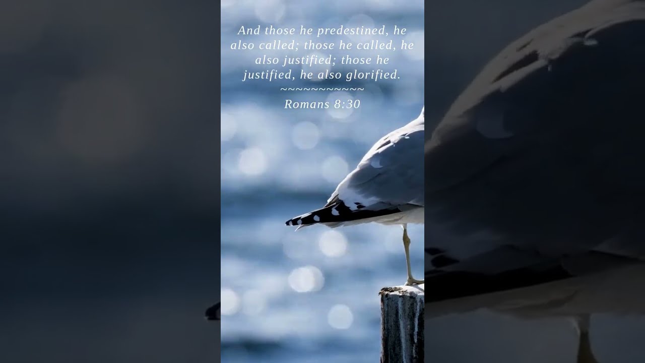 Bible Romans 8 30 And Those He Predestined Al 