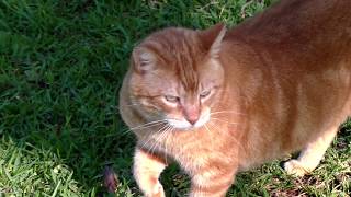 Hurricane Preparation: "Animals & Pets"
