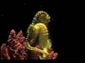 New Age Music Nº21 Rick Wakeman Sea Horses mp3